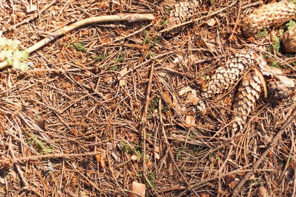 Pine Needles Removal in North Augusta