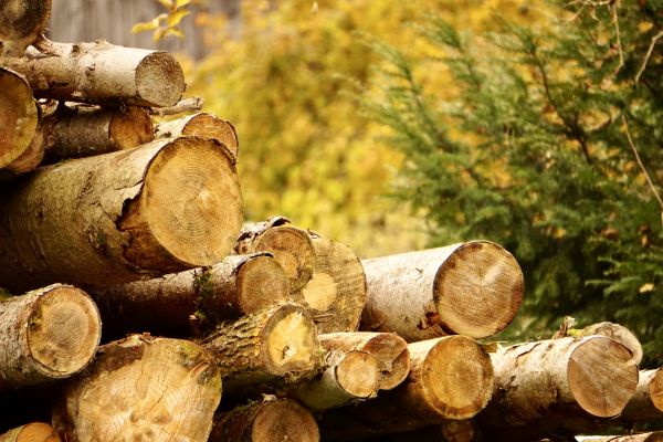 Wood Pile Removal in North Augusta