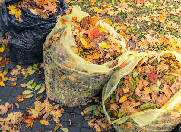 Yard Cleanup Service in North Augusta