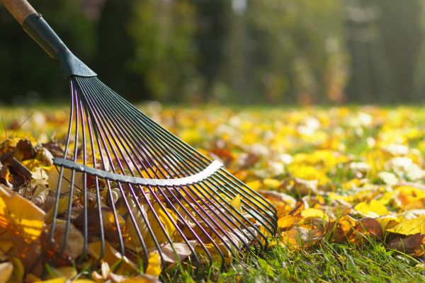 Leaf Raking Service in North Augusta