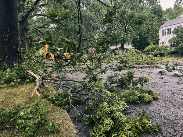 Tree Branch Disposal in North Augusta