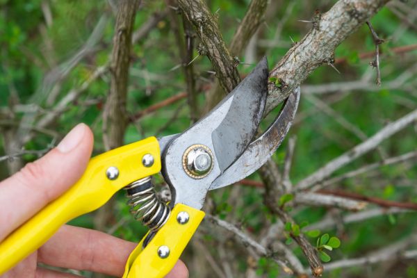 Limbs Removal in North Augusta