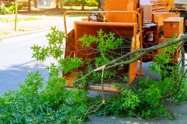 Tree Branches Removal in North Augusta