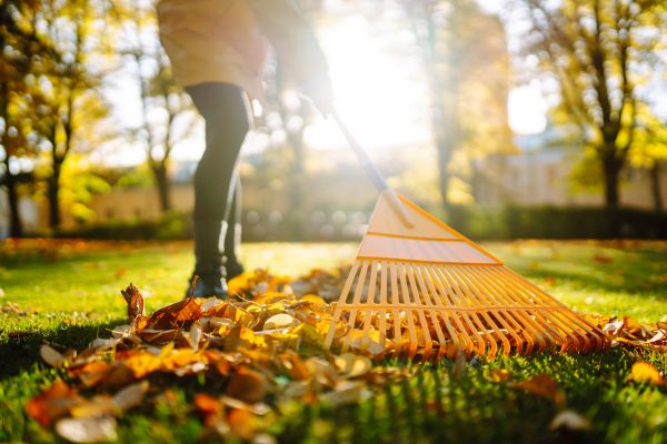 Leaves Raking in North Augusta