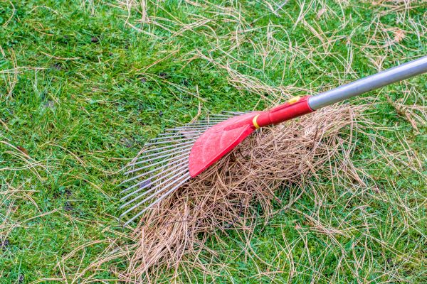 Yard Raking in North Augusta