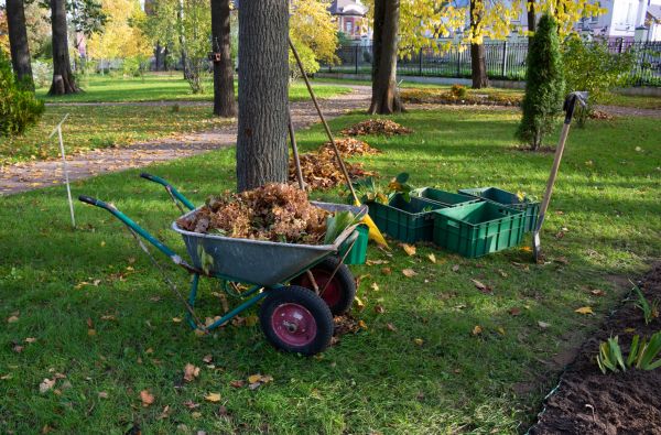 Leaf Clearing Service in North Augusta