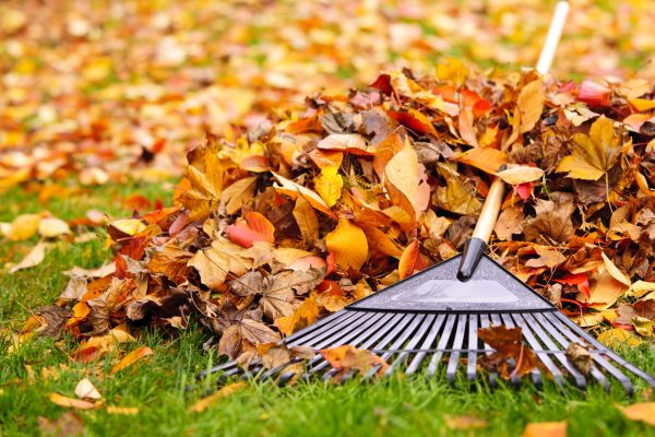 Yard Leaf Cleanup
