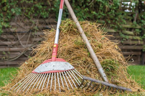 Pine Straw Clearing in North Augusta