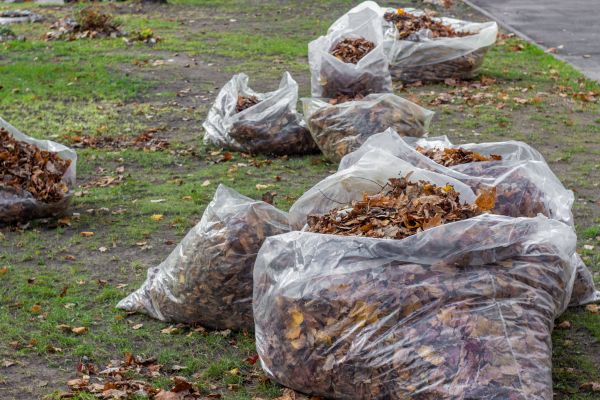 Leaf Pile Disposal in North Augusta