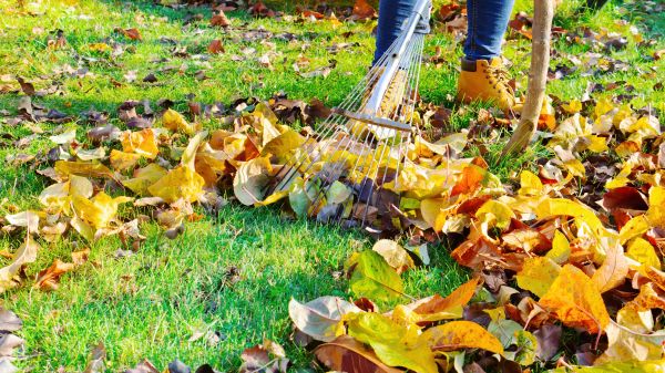 Lawn Cleanup Service in North Augusta