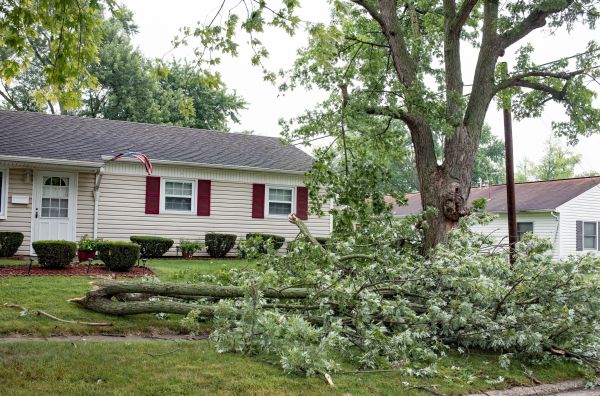Fallen Branch Removal in North Augusta