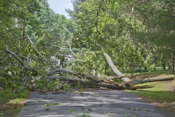 Tree Debris Removal in North Augusta